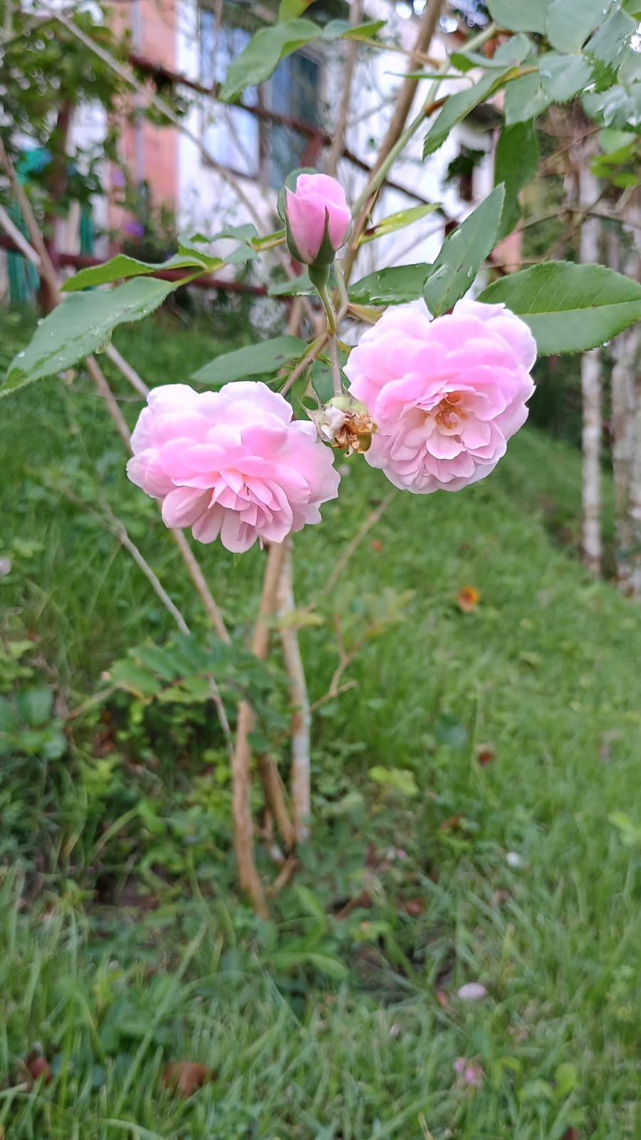 Fauna e flora do sítio